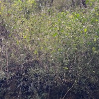 Strobilanthes helicoides T.Anderson